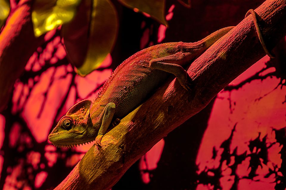 آکواریوم دبی مال