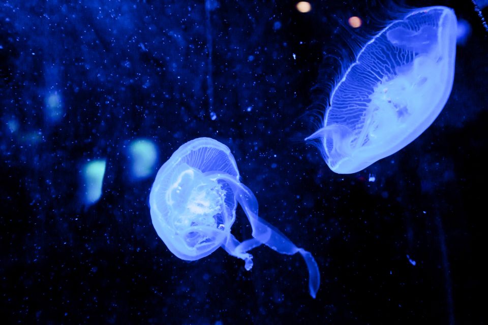 آکواریوم دبی مال