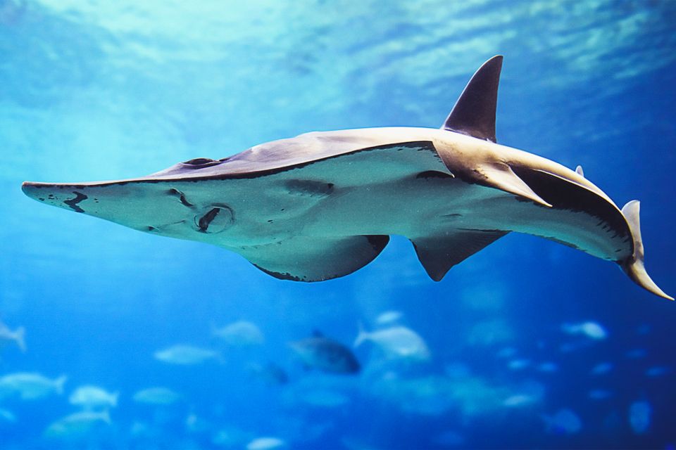 آکواریوم دبی مال